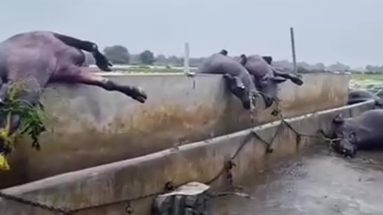 "Devastating Floods Destroy Village – Homes, Fields, and Animals Swept Away"