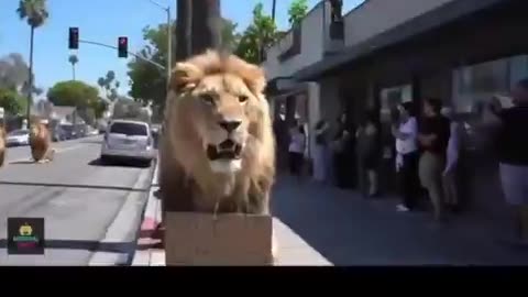 Lions are offended at the No Kings movement. LOL