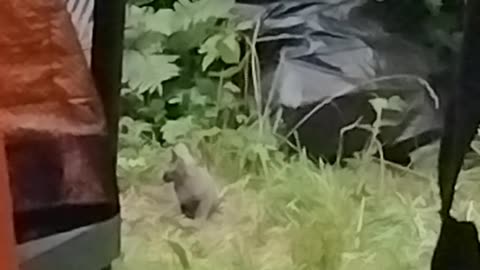 Stray kitten ripped rat to sreds XD part 1Stray kitten ripped rat to sreds XD part 1