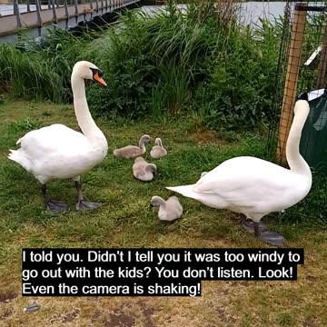 Swans in the Wind