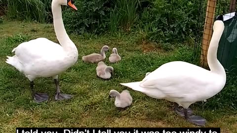 Swans in the Wind