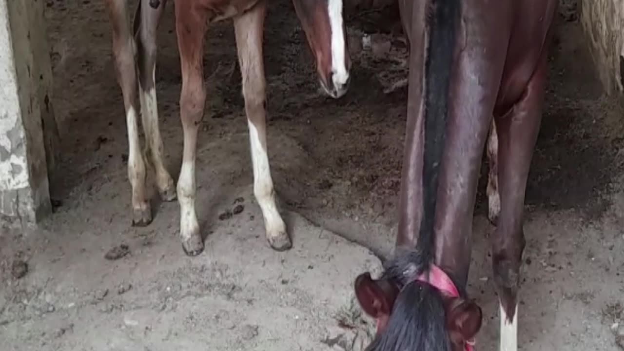 horse