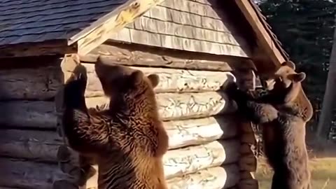 3 Bears Tried to Climb the Cabin in Broad Daylight