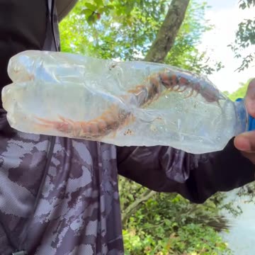 VIDEO: Ya el Dotol esta en el Monte