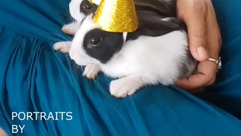 Two Months Baby Rabbits