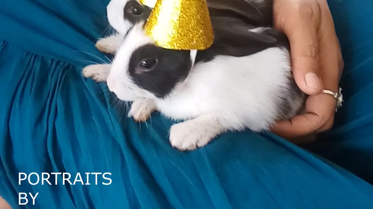 Two Months Baby Rabbits