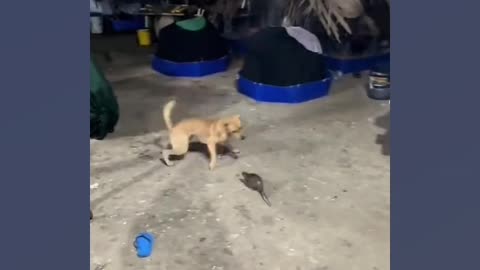 Cachorro fugindo do rato