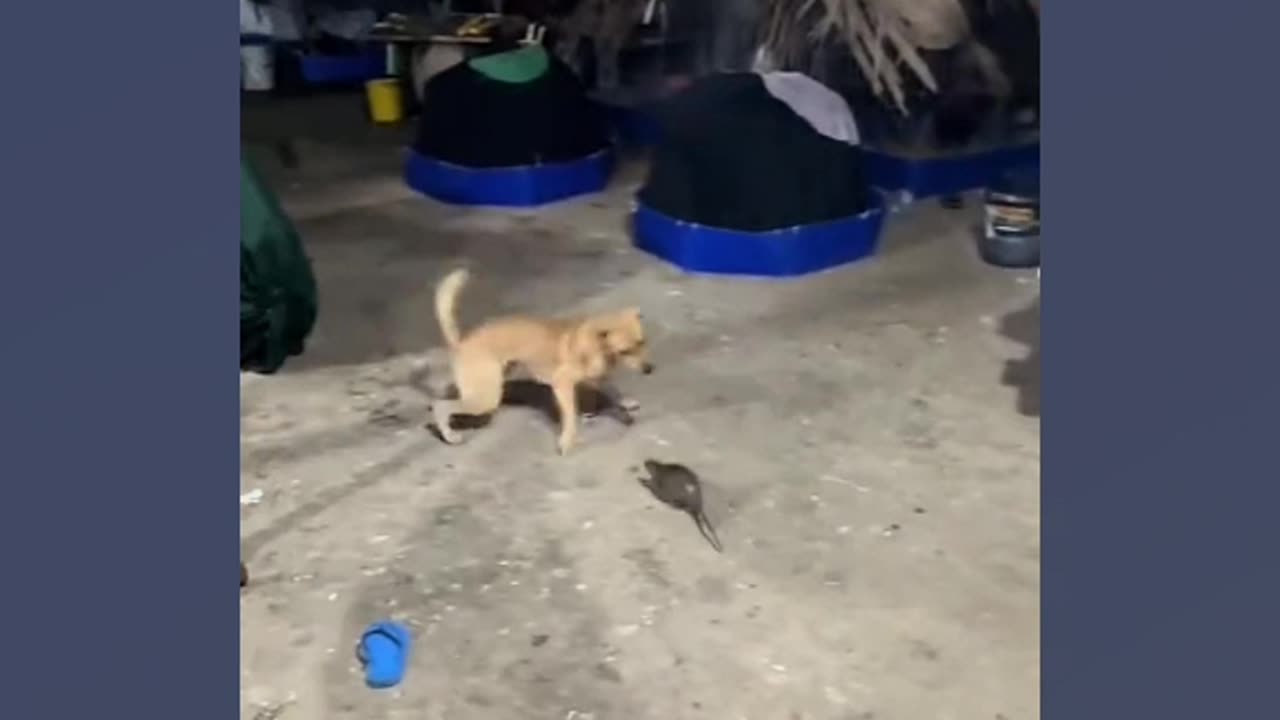 Cachorro fugindo do rato