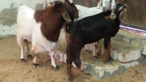 "goat care"