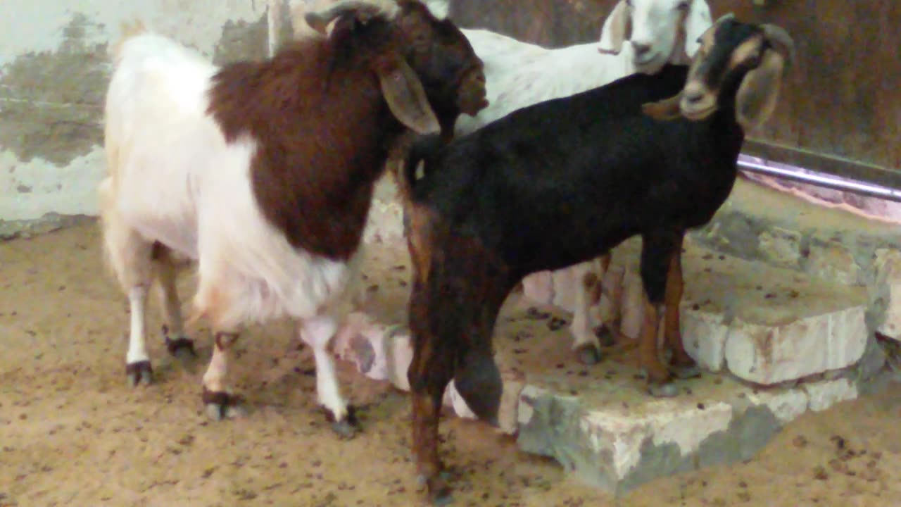 "goat care"