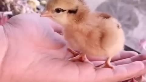 How A Chick Born From A Egg 🐣 - Interesting Video - 😱