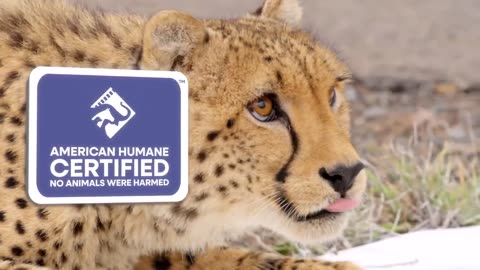 World' fastest car vs cheetah