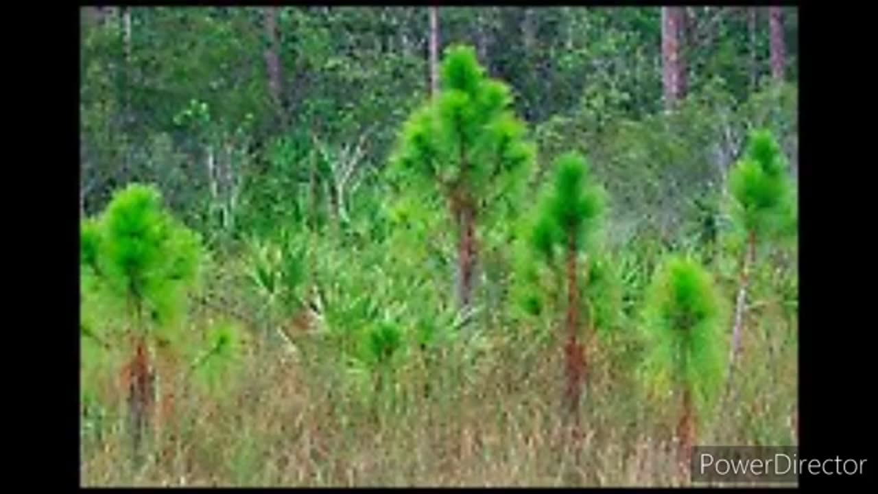 Everglades picture slideshow