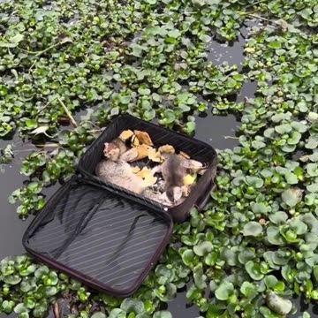 For Some, Just Trash... For Others, A Treasure!🐱❤️