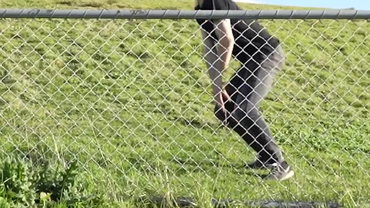 How Animals Get Over a Fence