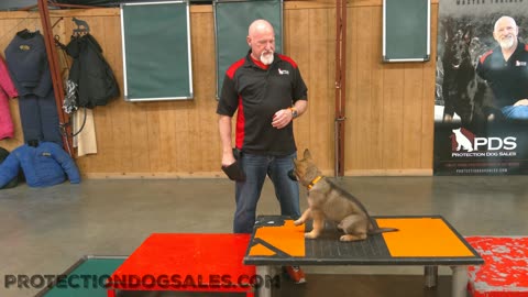 Master Dog Trainer Talks Genetics & Protection Dogs