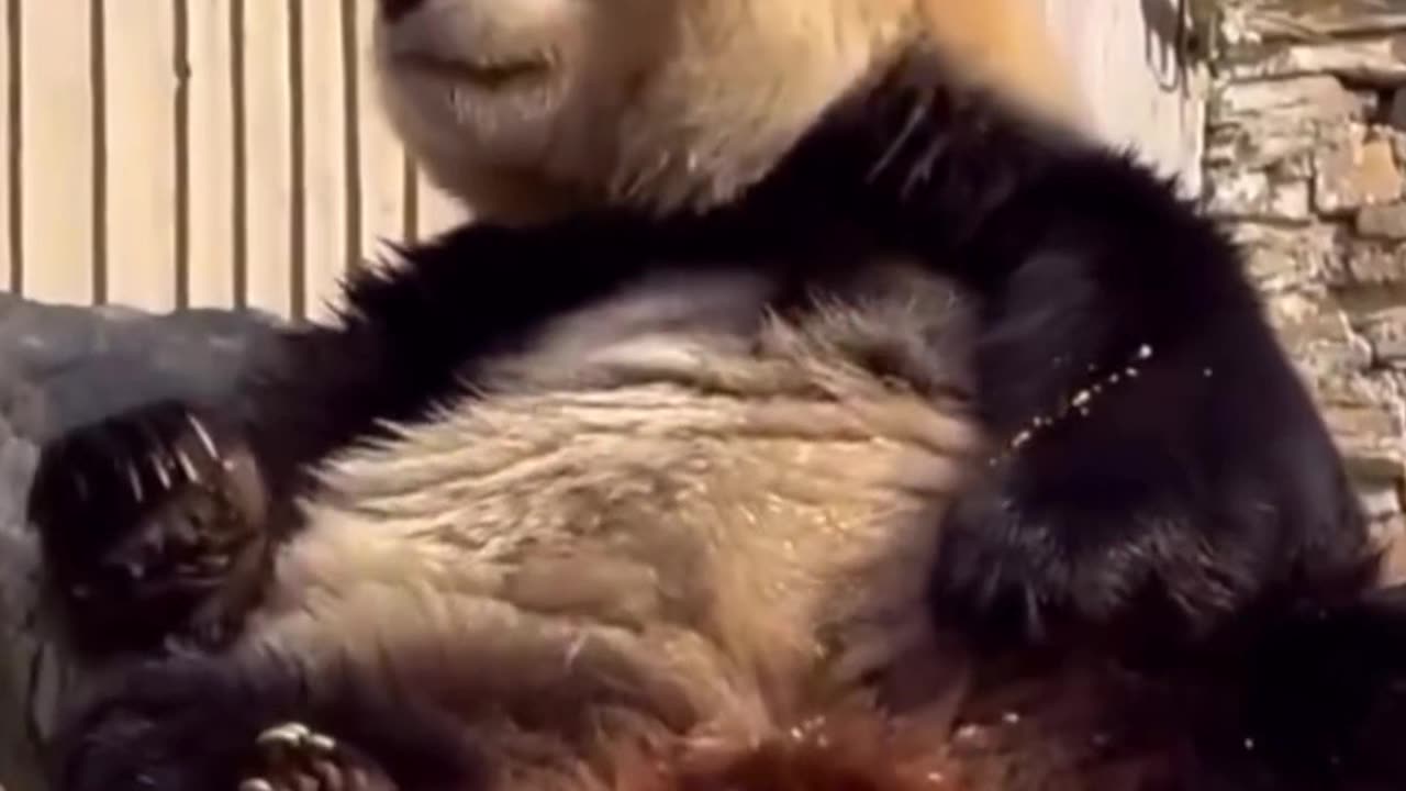 Panda life wow 😇😇😇