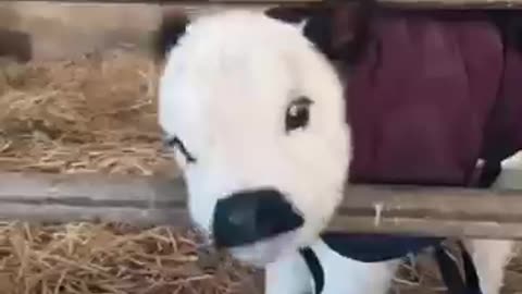 Incredible: Amazing Animal Growth Journey of Tiger, Rhino and Cow!