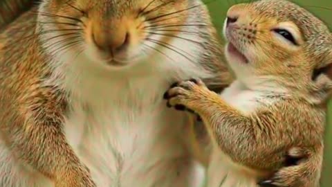 Cute Little Pet