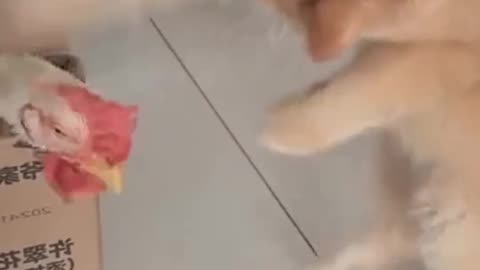 Tingkah lucu kucing dan ayam #comedycat #comedy #ayam