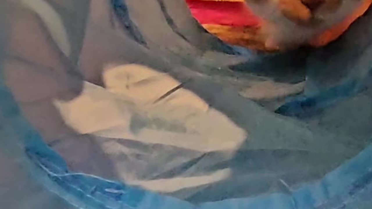POV: Your cat just found the ultimate hide-and-seek spot 🏠🐱