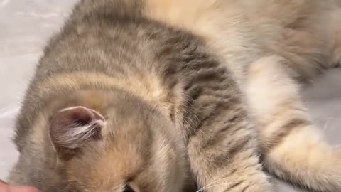 Cute cat