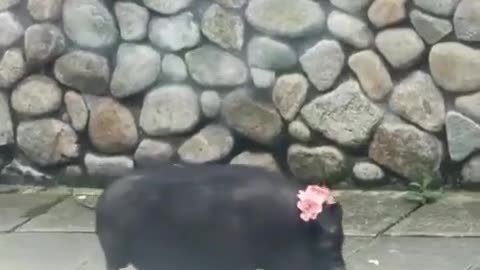 😂🐷 This Pig's Style is TOO Good! | FunFM