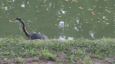 Blue Heron part 1