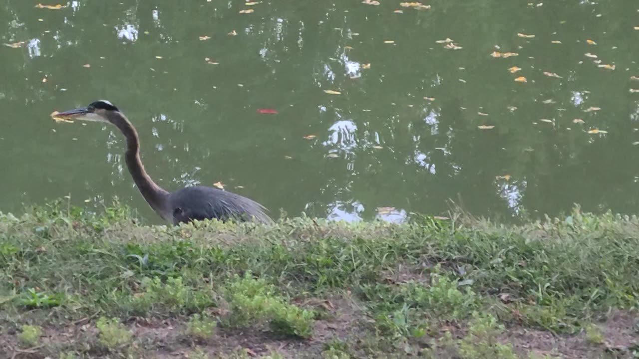 Blue Heron part 1
