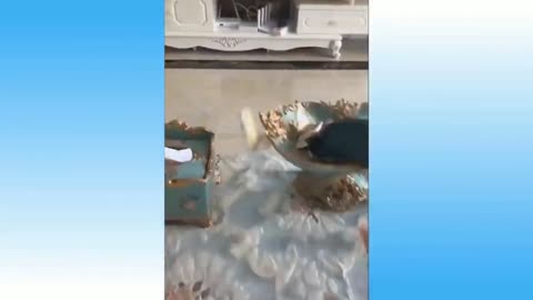 🤣 Funniest Animal Moments Caught on Camera – Try Not to Laugh!