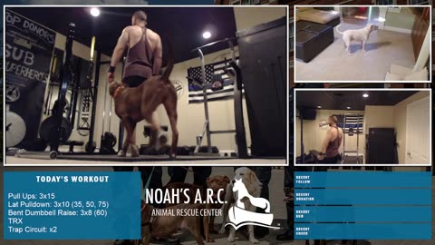 Gym Session w/Finley & Dufus [Week 18] - Back & Traps // Animal Rescue Stream :)