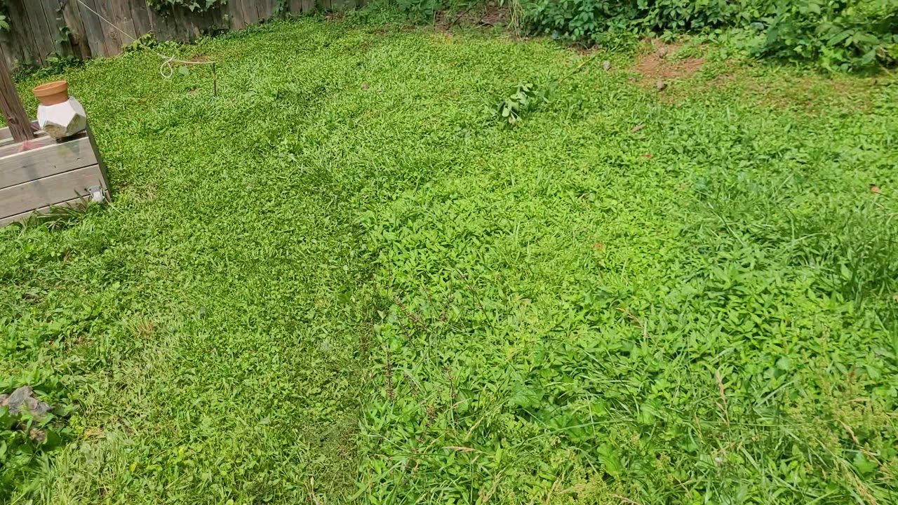 Saturday last minute mowing