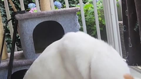 🤣🐾 She Chomped So Hard She Choked! Wait For It… | FunFM
