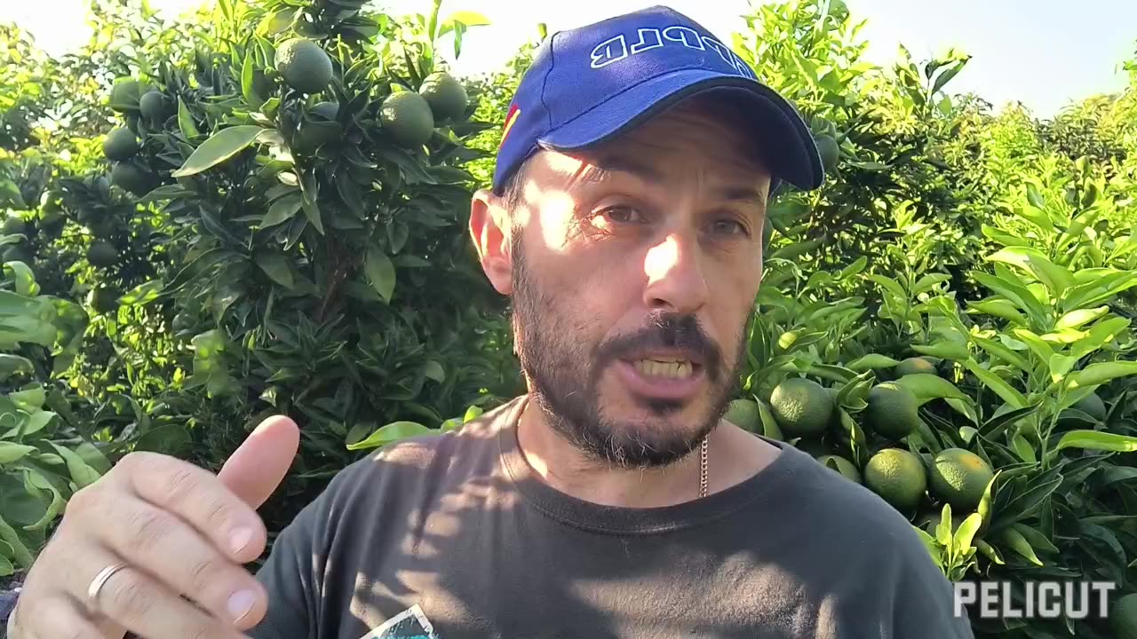 sds