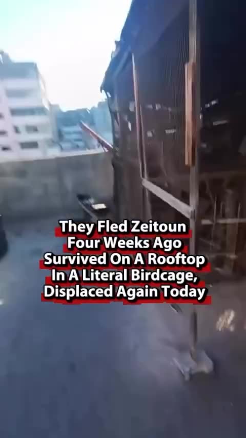 Surviving on a Rooftop with a Birdcage