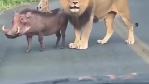 The lion king cast members IRL