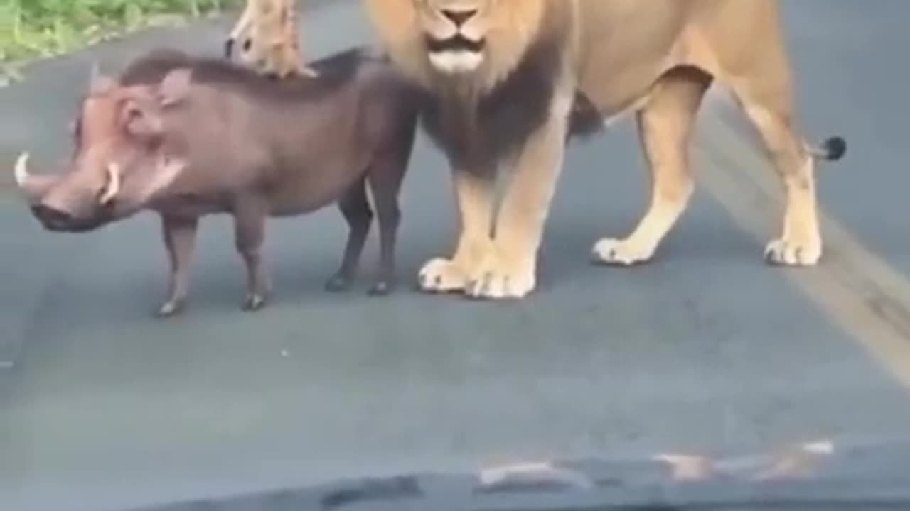 The lion king cast members IRL