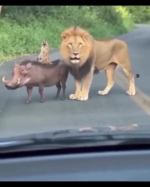 The lion king cast members IRL
