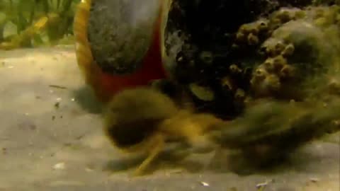 Giant Horse Conch & Burglar Hermit Crabs.