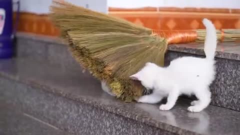 Kitten cute meowing - Kitten calling for mom - Cat play with dogs, fishes, chickens
