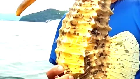 Giant Seahorse Caught on Camera! 🐉🌊