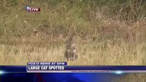 News report wild cougar