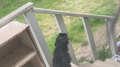 Dramatic Little Dog Cries To Come Inside