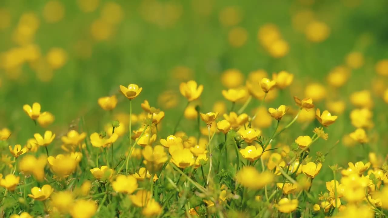 Beautiful Flowers for Peaceful Minds | Relaxing Nature Scenery & Calming Music