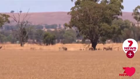 Mass evacuations in Victoria, Australia as the state set to break its temperature record.