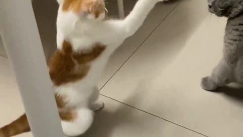 "When you talk big but get humbled in 0.5 seconds 😂🐱 #CatRealityCheck"