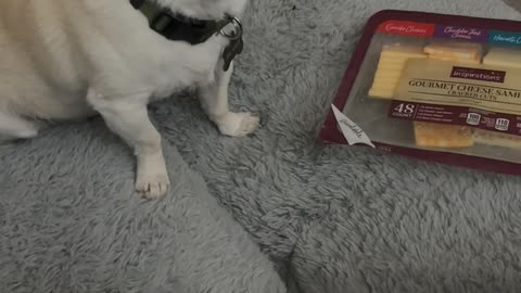 Senior Chihuahua Takes Share Of Cheese