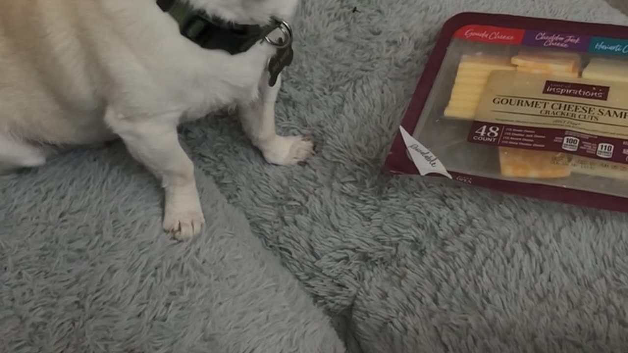 Senior Chihuahua Takes Share Of Cheese