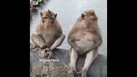 Monkey funny video