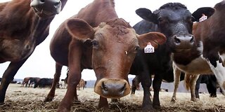 Colorado Deploys New Wildfire-Prevention Tool Cows